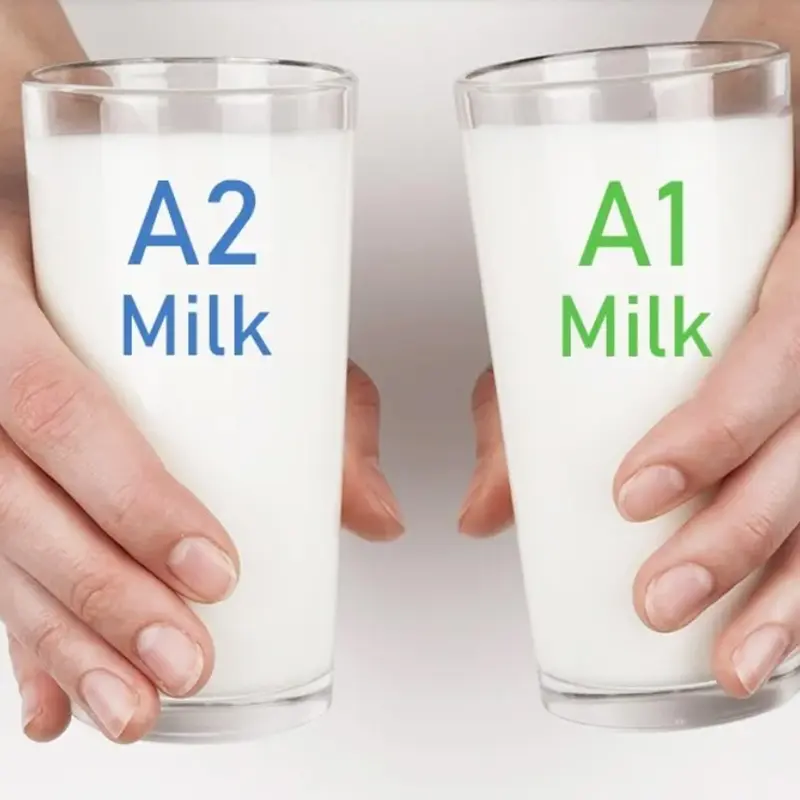 A1 or A2? Conlight Unveils First Rapid Test to Differentiate Milk Protein Types in Powdered and Liquid Dairy