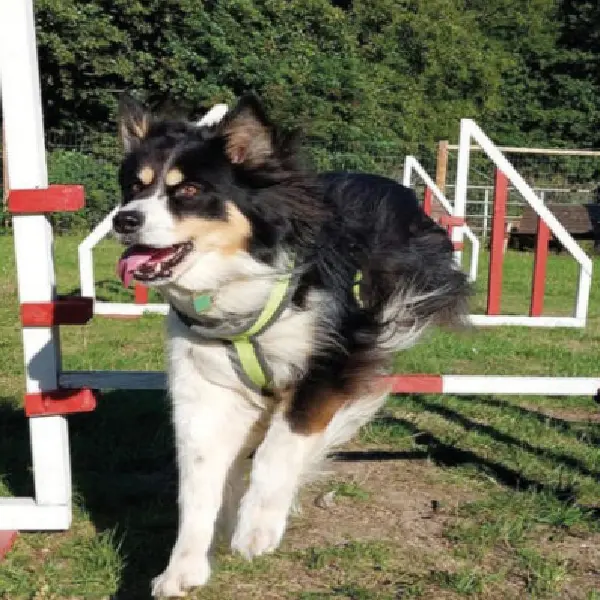 Canine Adenovirus Type 1 Antigen Test (CAV-1 Ag)