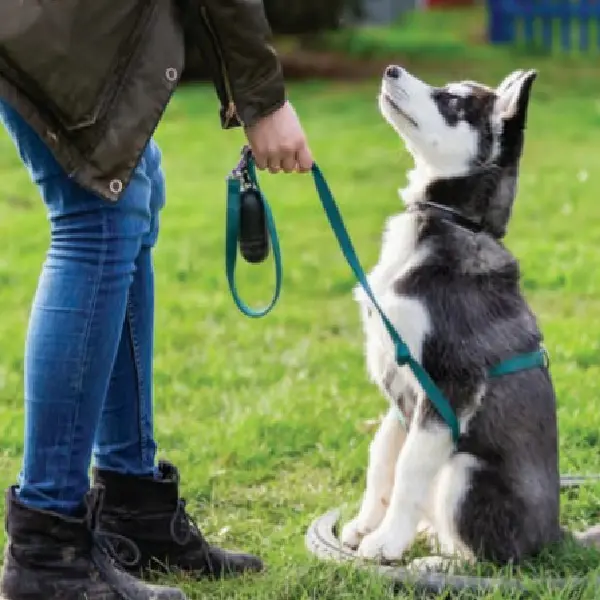 Canine Adenovirus Type 1 Antigen Test (CAV-1 Ag) (3).jpg