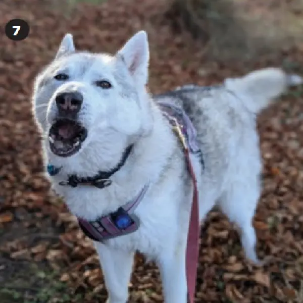 Rabies Antibody Test