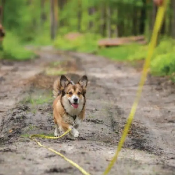 Canine Leishmania Antibody Test (3).jpg