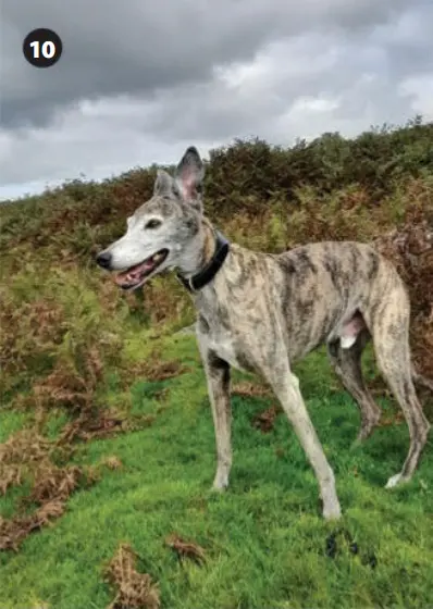 Rabies Antigen Test4.png