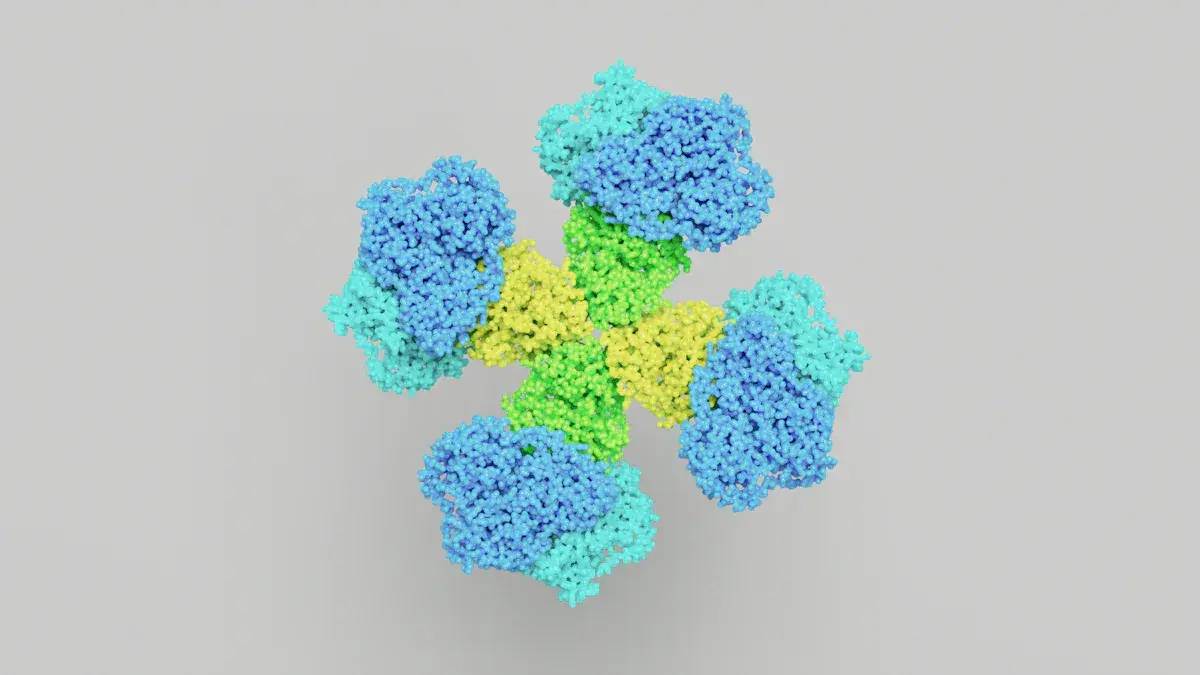 Epstein-Barr Virus Capsid Antigen.png