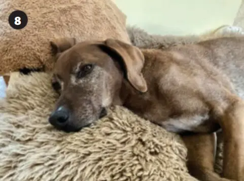 Rabies Antibody Test4.png