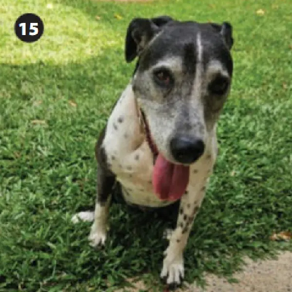 Rabies Antigen Test (3).jpg