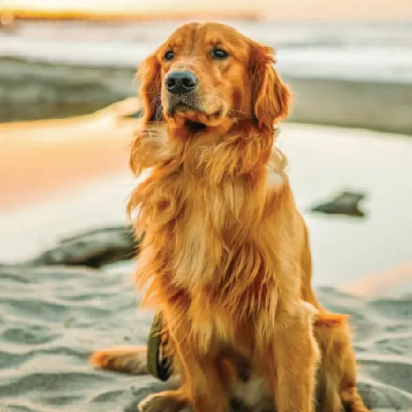 Canine Adenovirus Antigen Test (CAV-2 Ag)2 (2).jpg