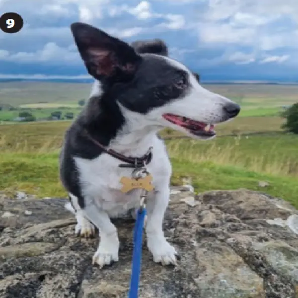 Canine Relaxin Antigen Test (RLN Ag)