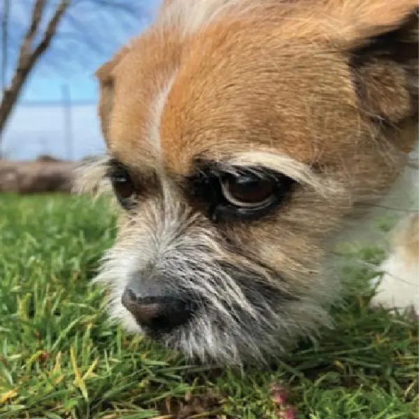Canine Leishmania Antibody Test