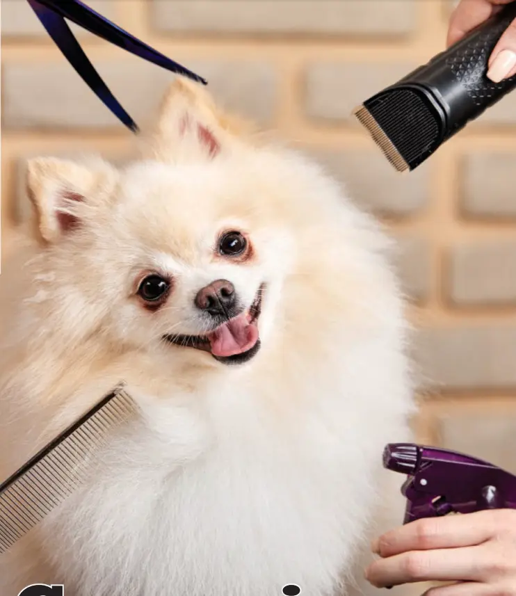 Canine Distemper Antibody Test (CDV Ab)4.png