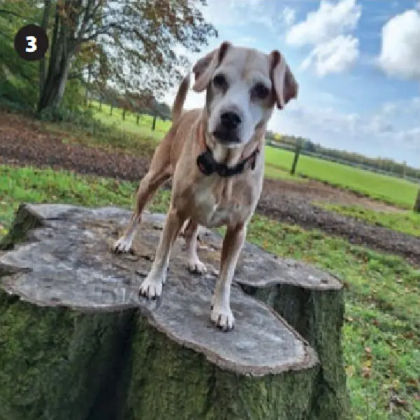 Canine Heartworm Antigen Test (CHW Ag) (3).jpg