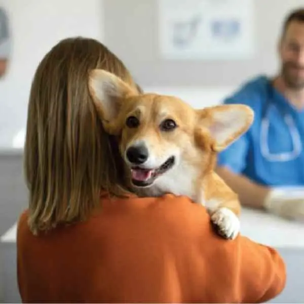 Canine Distemper Antibody Test (CDV Ab)1.jpg