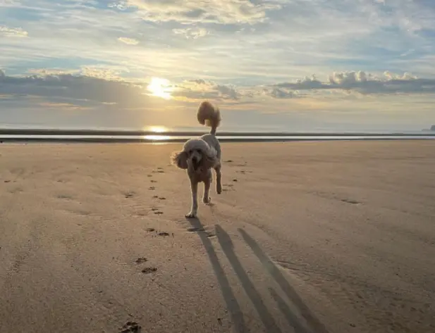 Canine Parvovirus Antigen Test4.png