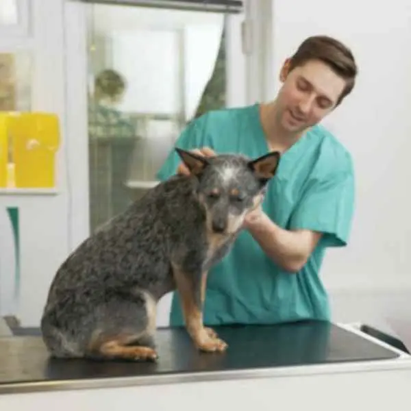 Canine Distemper Antibody Test (CDV Ab)2.jpg