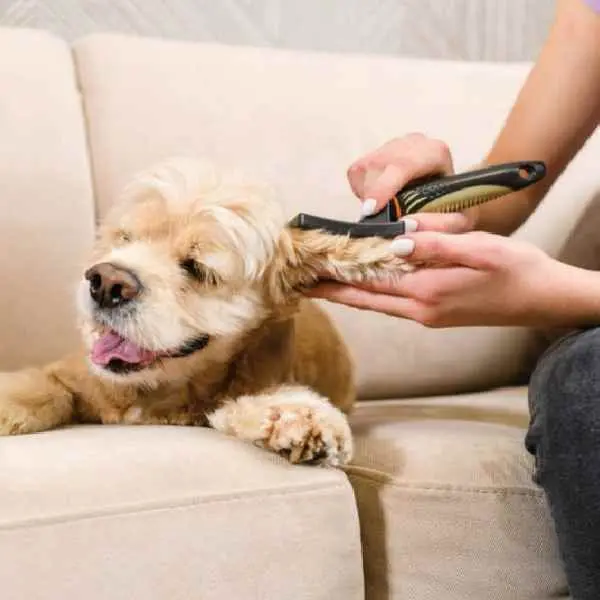 Canine Parvovirus Antibody Test (CPV Ab)1 (2).jpg