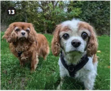 Canine Relaxin Antigen Test (RLN Ag)4.png