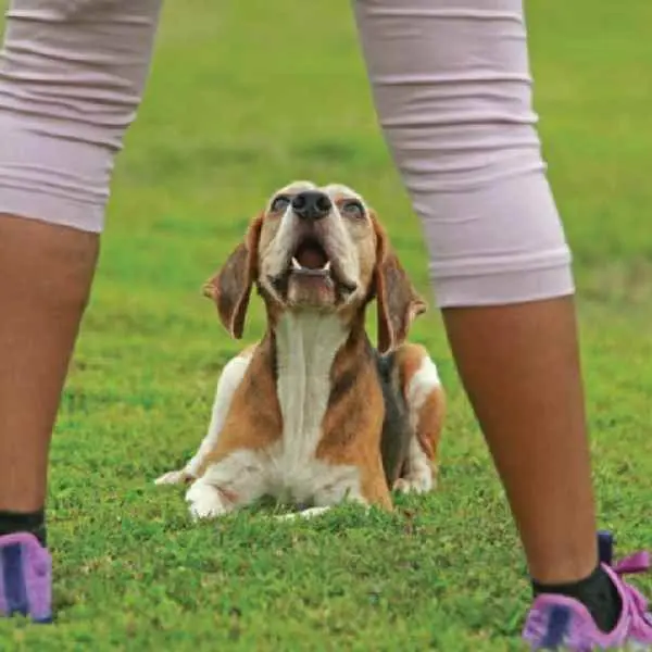 Canine Distemper Antibody Test (CDV Ab)3.jpg