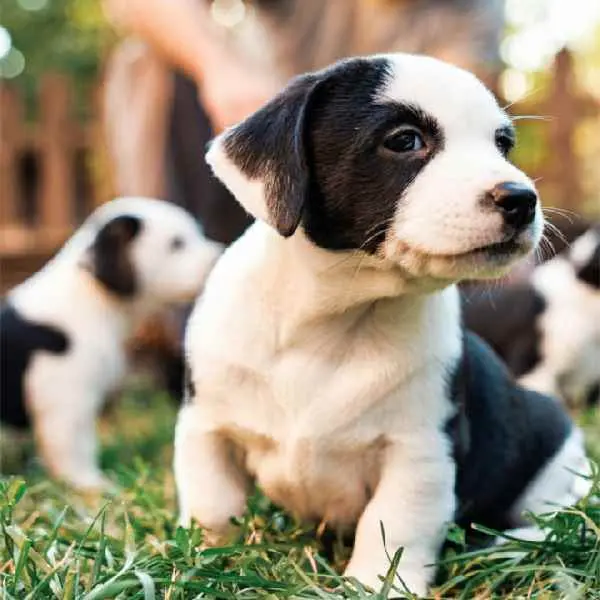 Colloidal gold platform2.jpg