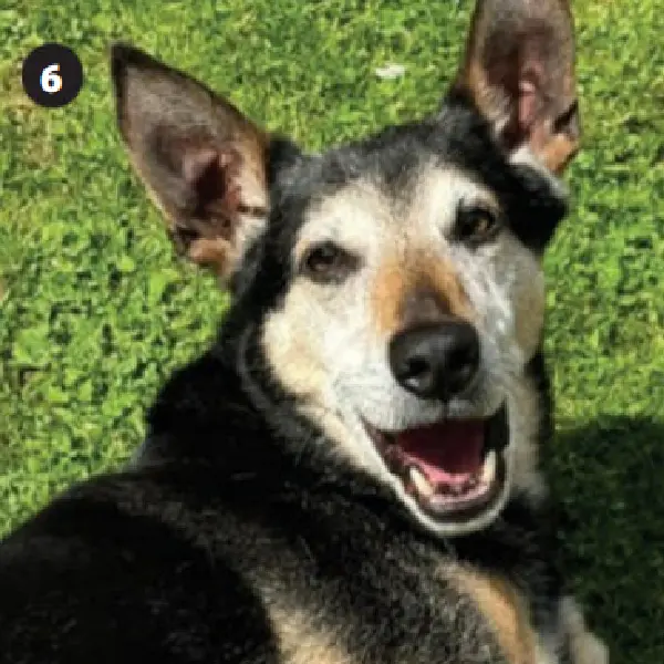 Rabies Antigen Test (2).jpg