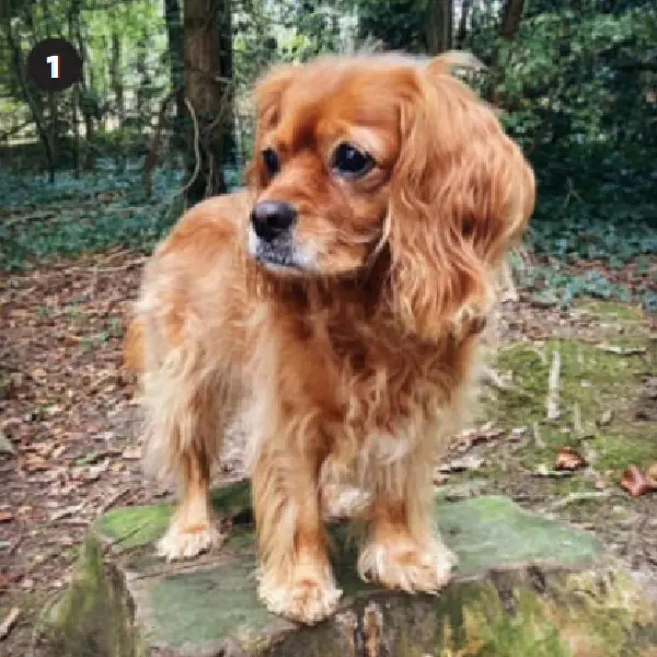 Canine Heartworm Antigen Test (CHW Ag) (2).jpg