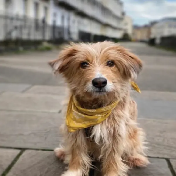 Canine Progesterone Antigen Test (1).jpg