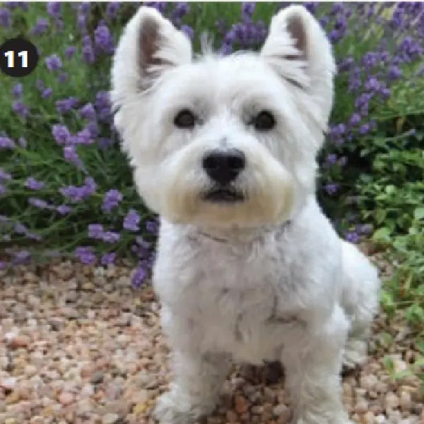 Rabies Antibody Test (2).jpg