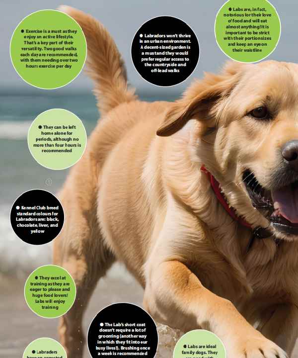 Canine Parvovirus Antigen Test1.jpg