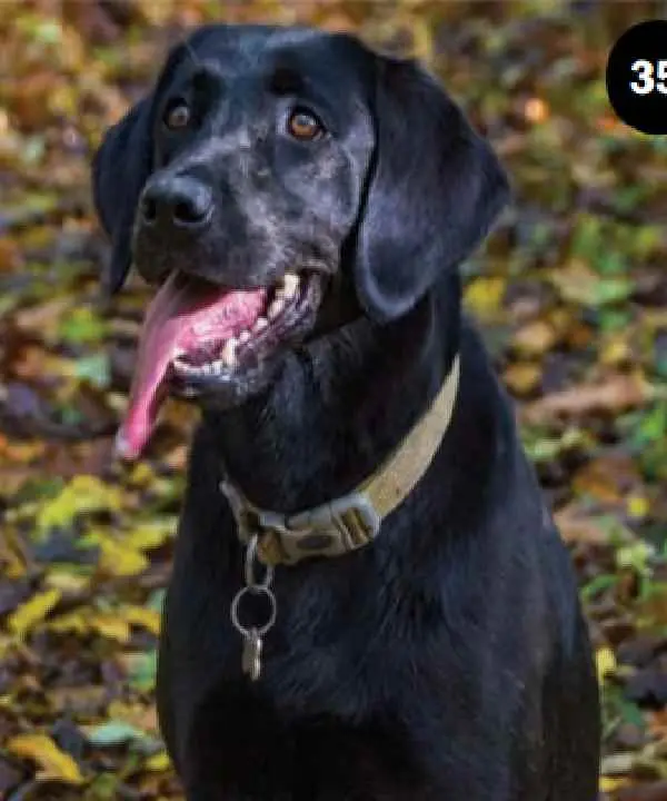 Canine Distemper Antigen Test3.jpg