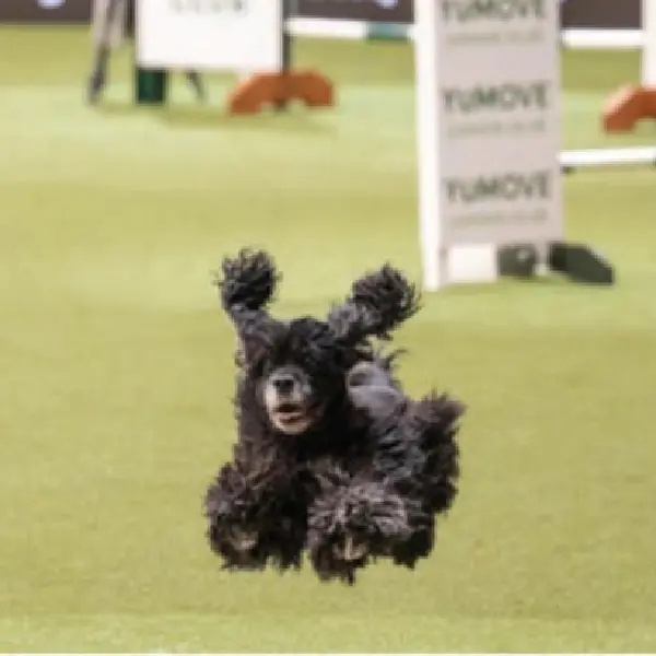 Canine Adenovirus Antigen Test (CAV-2 Ag)