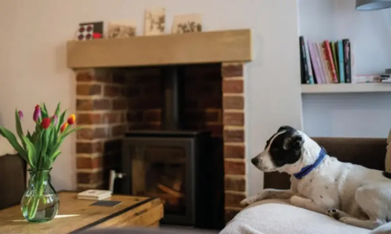 Canine Leishmania Antibody Test (1).png