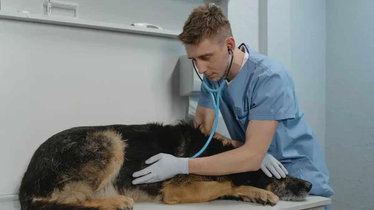 What is the Feline Leukemia Virus Antigen Test and How Does It Work