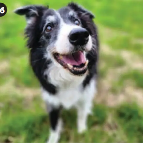 Rabies Antibody Test (3).jpg