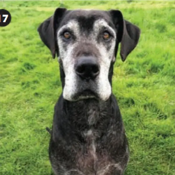 Canine Relaxin Antigen Test (RLN Ag) (3).jpg