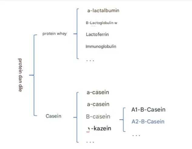 Testing] A2 β-casein milk.png
